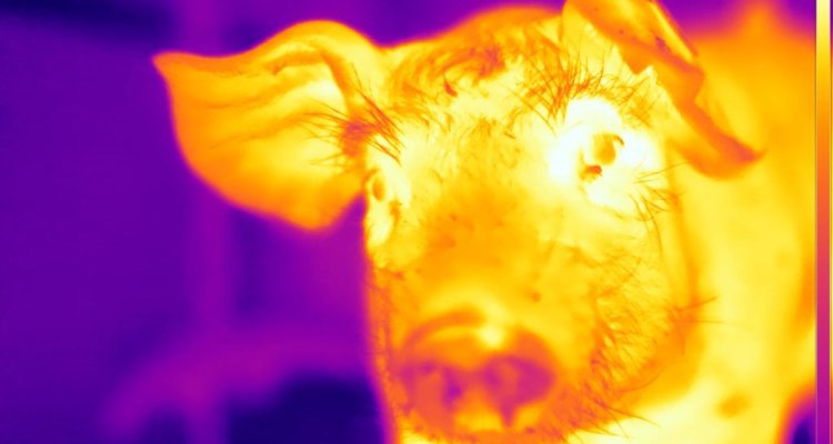pig emotions