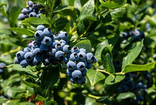 Close up van rijpe blauwe bessen