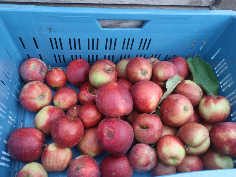 Apple disorders and diseases