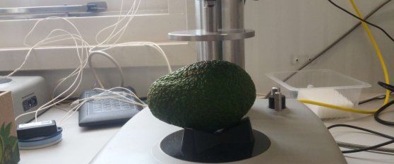 Avocado quality