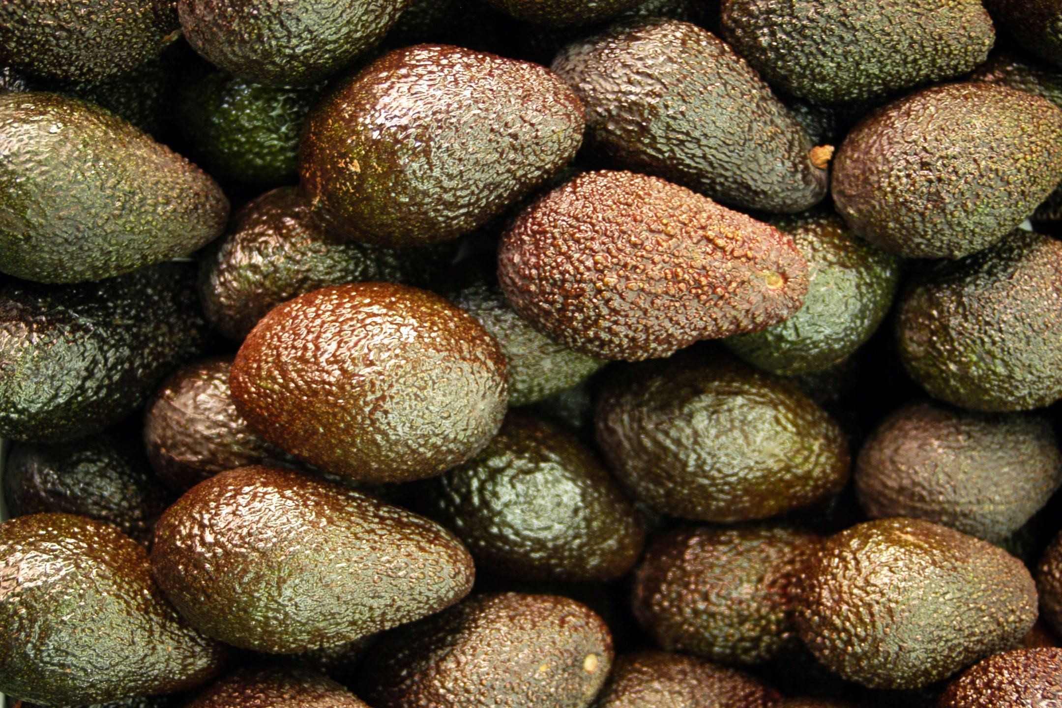 Avocado