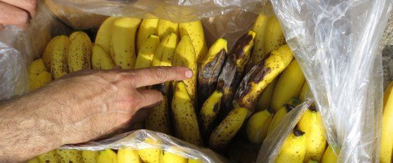 Banana disorders and diseases