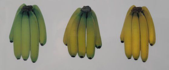 Banana quality
