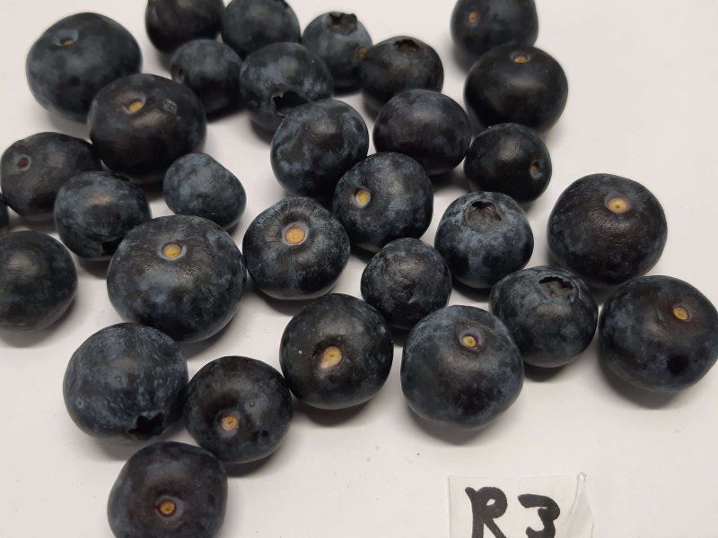 Blueberry disorders and diseases