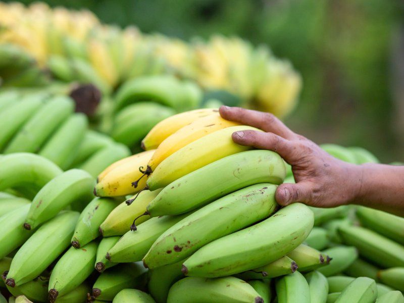 Controlled ripening of bananas