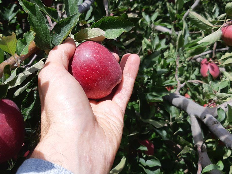 Handling apples