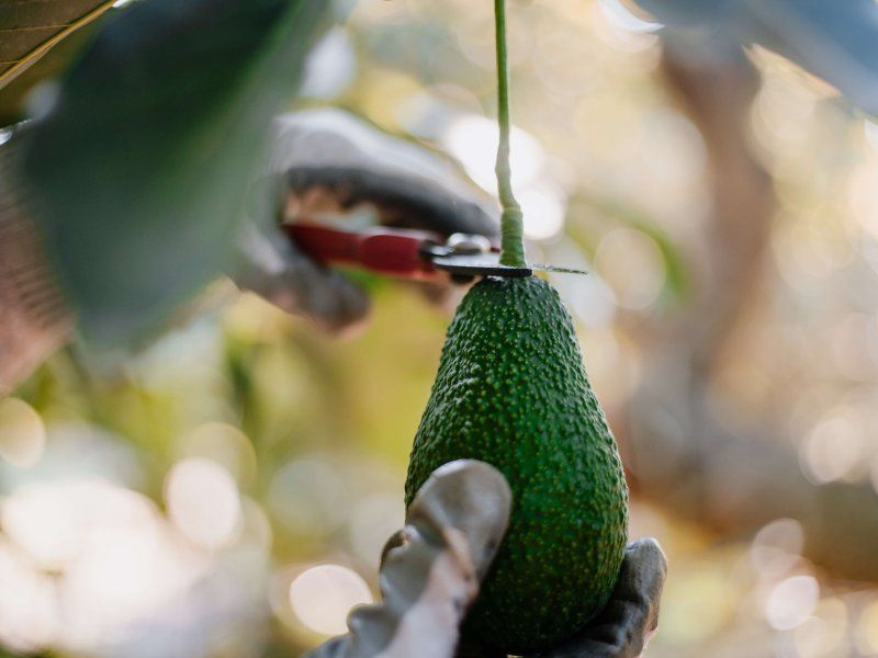 Harvest practices for avocado