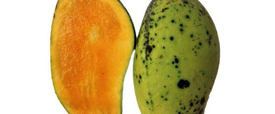 Harvest practices for mango