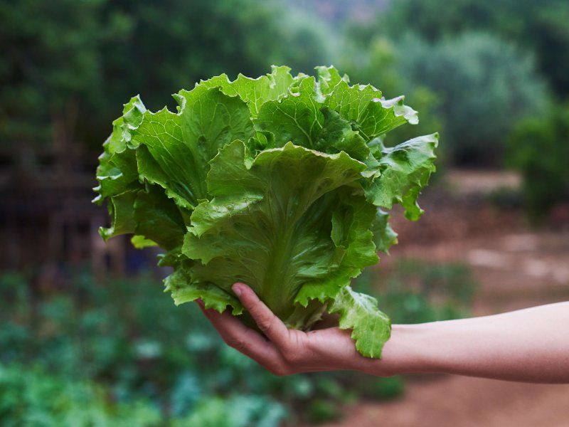 Lettuce quality