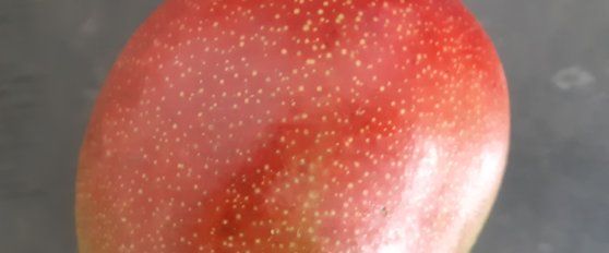 Mango quality