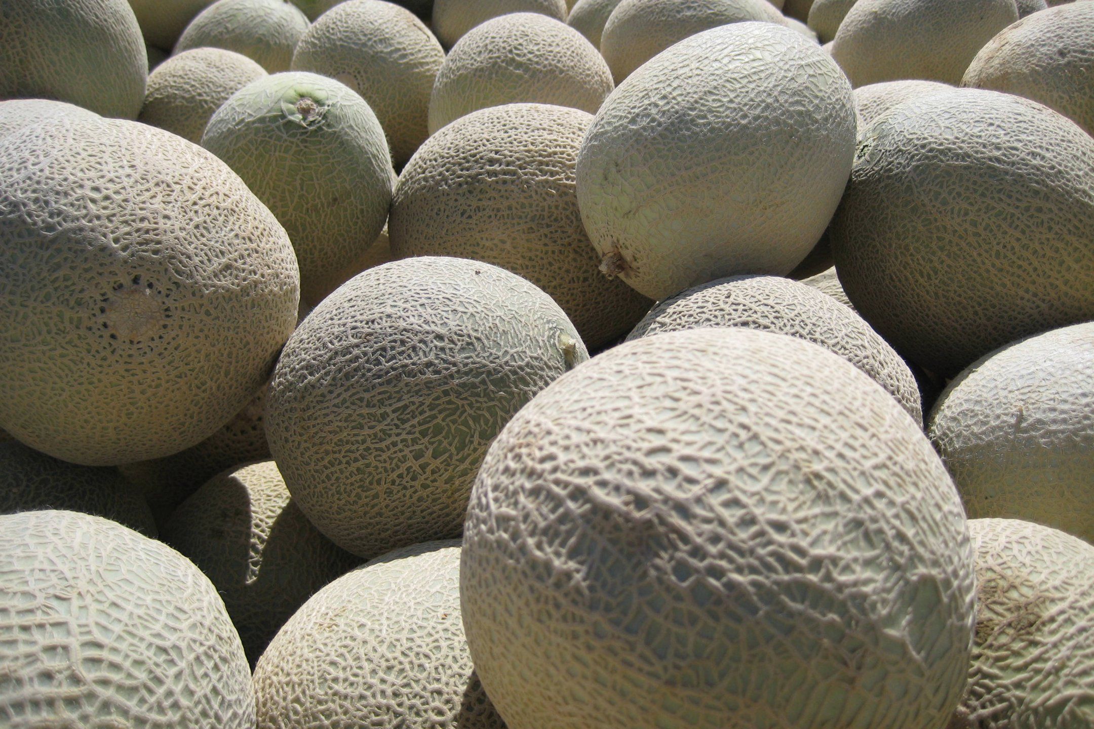 Melon quality
