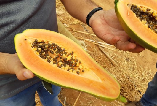 Optimising the postharvest chain for papaya