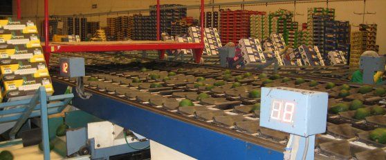 Packhouse practices for avocado
