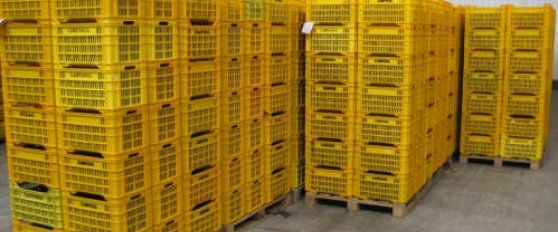 Packhouse practices for avocado