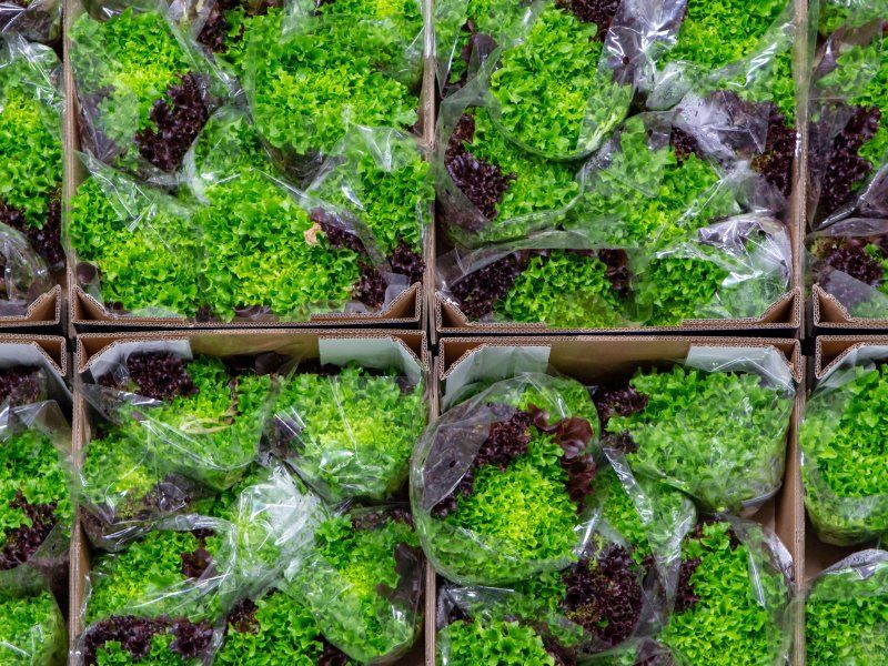 Packhouse practices for lettuce