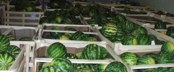 Packhouse practices for melon
