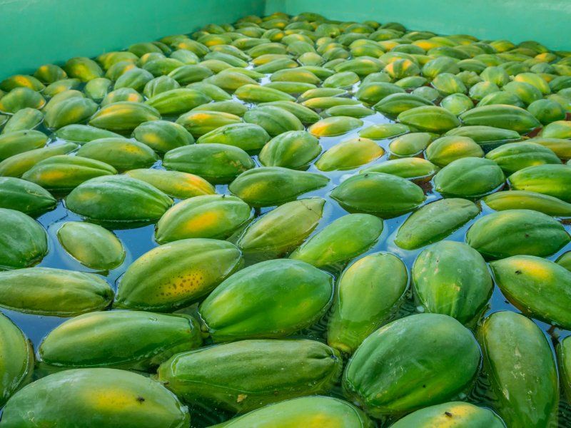 Packhouse practices for papaya