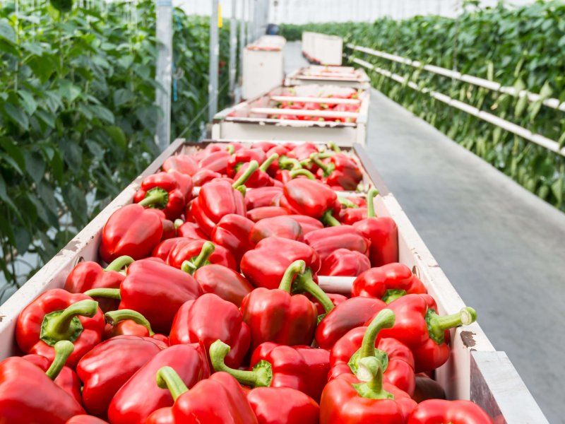 Packhouse practices for peppers