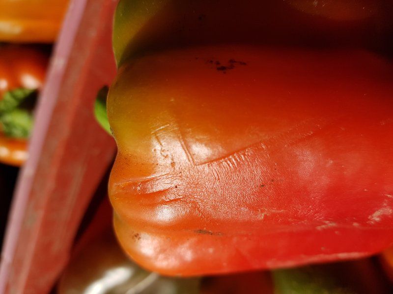 Packhouse practices for peppers