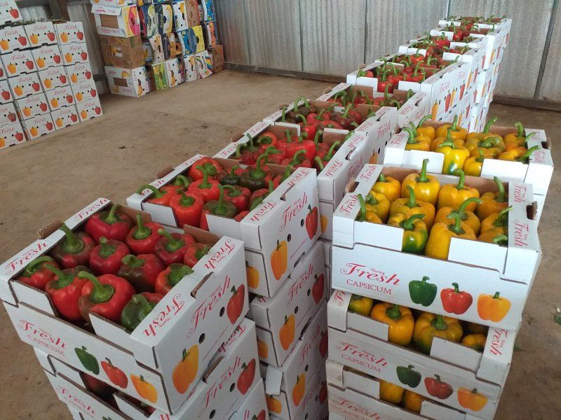 Packhouse practices for peppers