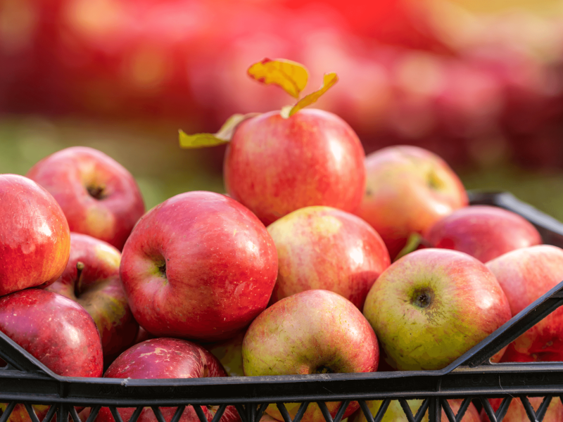 Packing and stacking apples