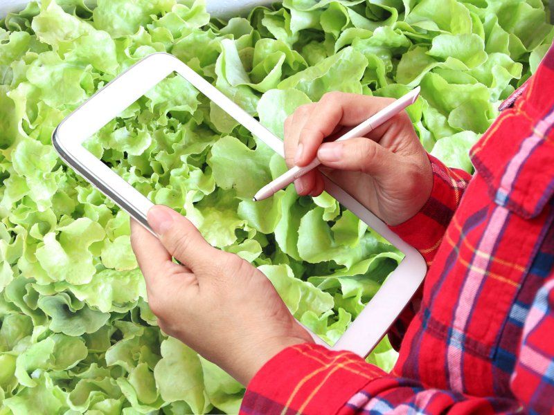 Retail practices for lettuce
