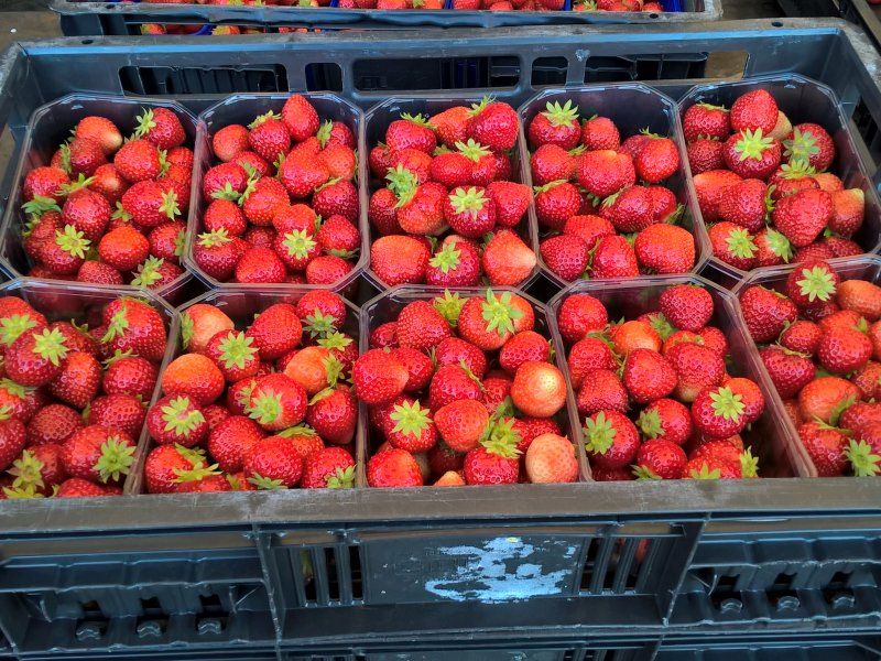 Storage of fresh produce
