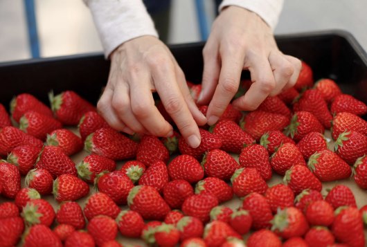 Strawberry firmness
