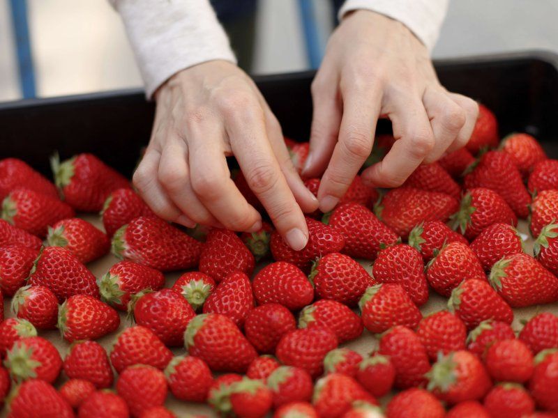Strawberry quality