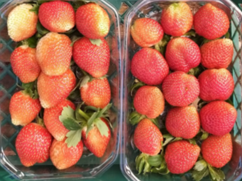 Strawberry quality