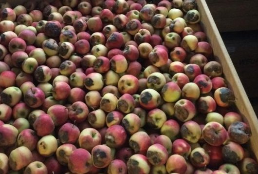 Sunburn and postharvest management on apples