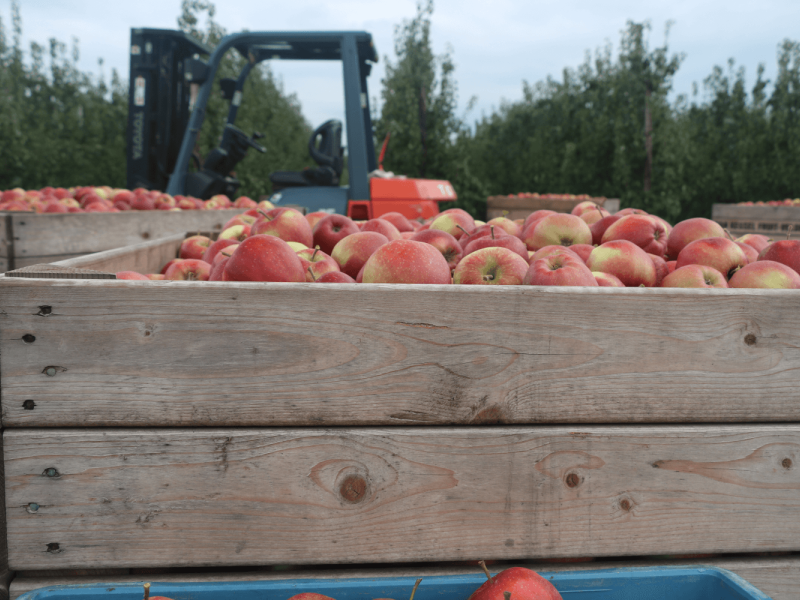Temperature management apples