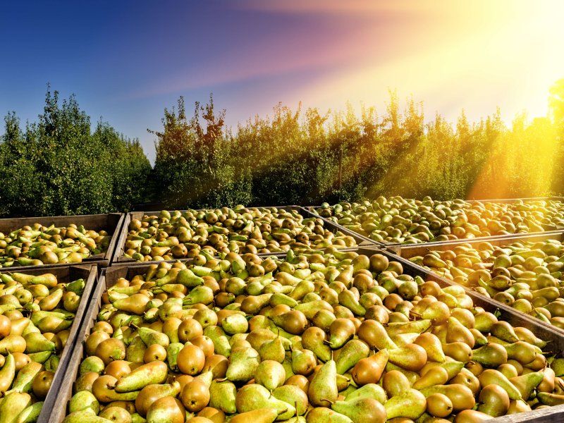 Temperature management pears