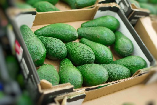 The effects of temperature on avocado ripening