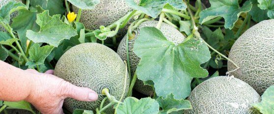 The melon chain