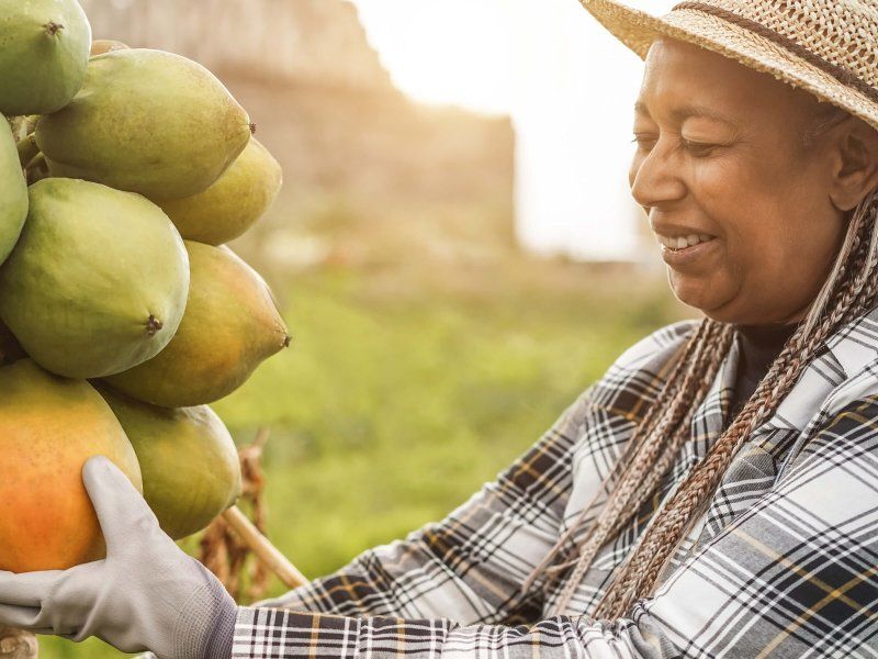 The papaya supply chain