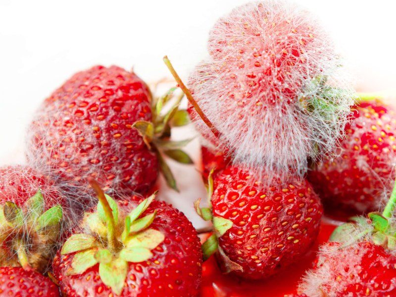 The strawberry chain