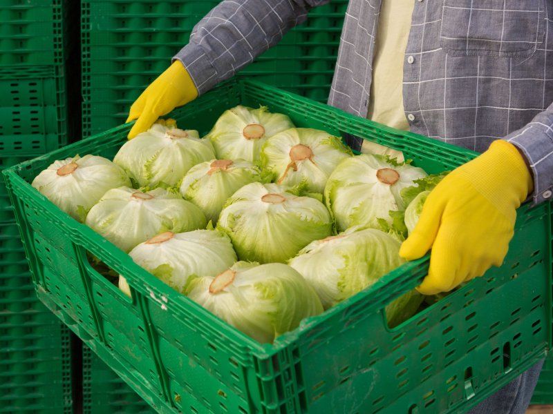 Transport practices for lettuce