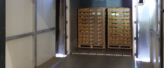 Transport practices for melon