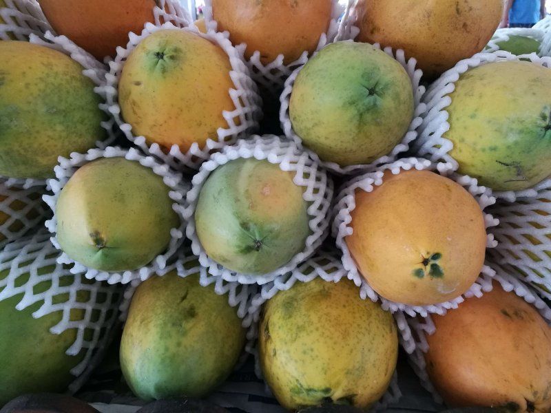Transport practices for papaya