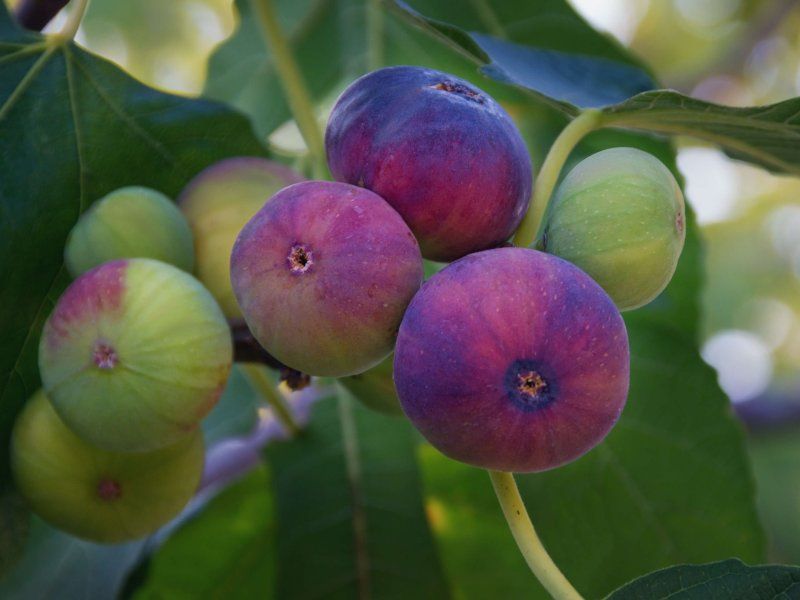 Understanding quality traits of fruit