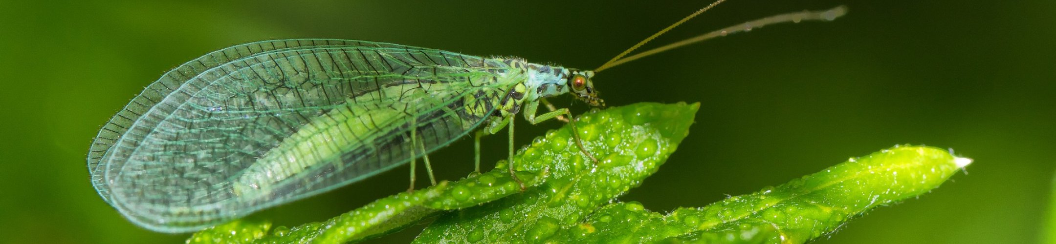 EU ABS Regulation: alien species, biocontrol organisms and associated organisms