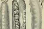 Alderman (v.a. 1890)