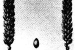 Blanc a Duvet (v.a. 1880)
