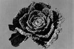 Bredasche Fijne Groene (v.a. 1916)
