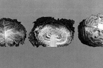 Bredasche Fijne Groene (v.a. 1916)