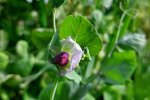 Lees meer over Boon