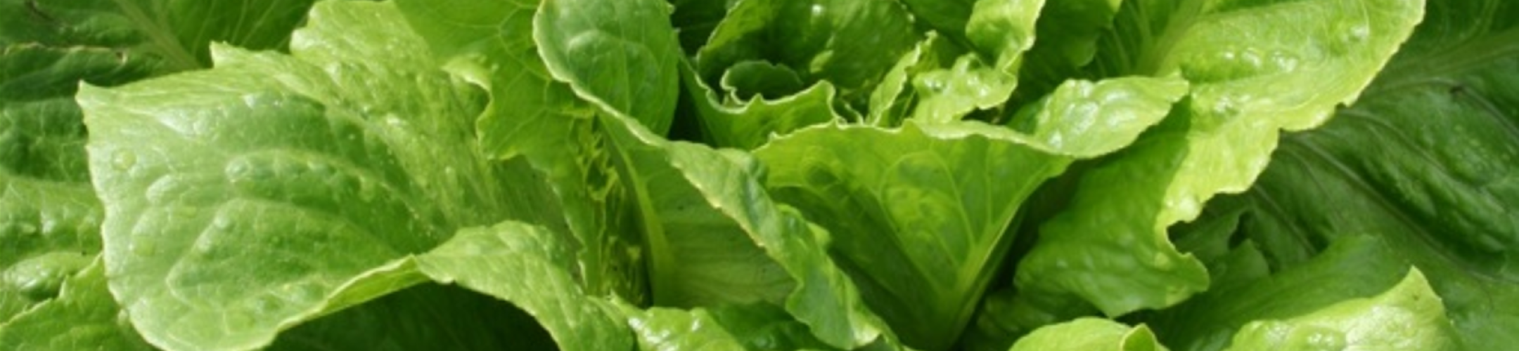 Romaine Ballon de Bougival (v.a. 1850)