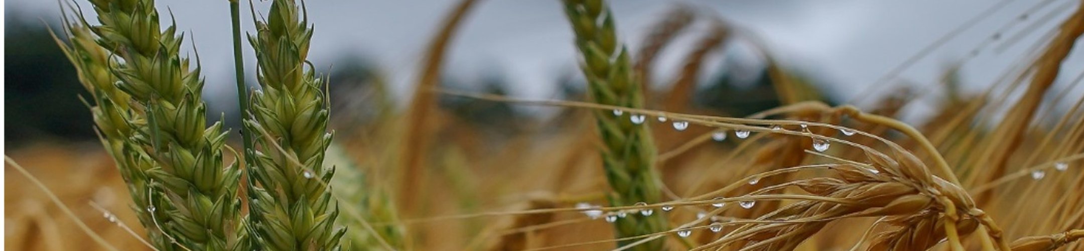 Building Resilience in Europe's Food Systems: Key Takeaways from the FACCE-JPI Workshop
on climate shocks to the food system