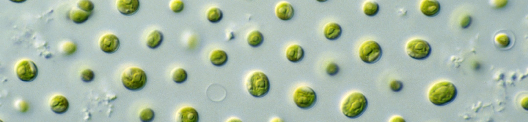 New episode of Scientific Voices podcast! Sustainable Sips: How MicroAlgae could change
the future of beer-with Prof Ronald Halim